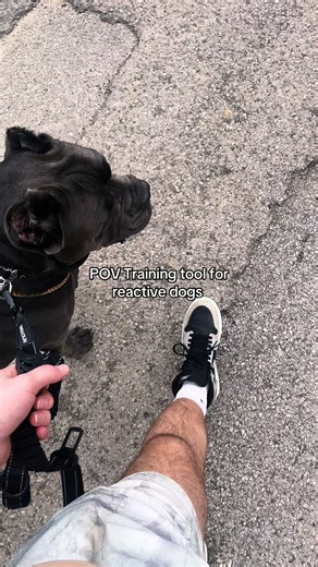 Training Tool for Reactive Dogs: A Guide