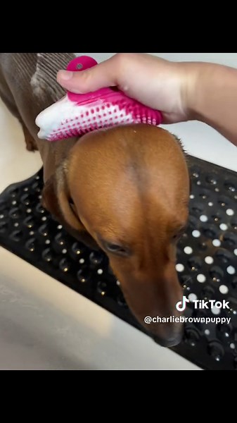 Sosig Dog: The Ultimate Companion | Nintendo Nintendogs