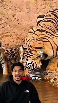 Why does this tiger look so big #wildlife #tiger #strong