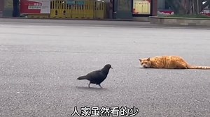 瞳孔的形状代表什么，你知道吗？