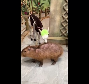Alpaca enjoys chewing on capybara's hair in Jiangsu