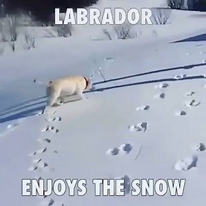 So much fun!🏂😂☃️❤️ | FluffyPack