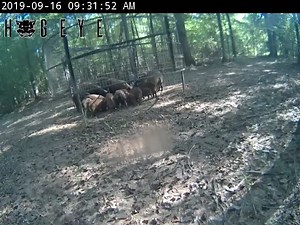 Ready to get rid of your feral hog problem? Upgrade your trap (any type of trap) with a HogEye Trap Camera. Live video let’s you see what’s in your trap so you don’t waste time ⌛️and money 💰manually checking your trap. Call us today and we can help you take back your land with a HogEye Camera system! 💯👍🦾🎥 | HogEye Trap Cameras
