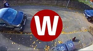 Shocking moment man kicks cat into wall in Newport