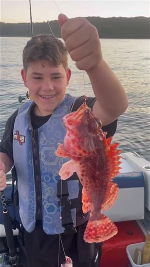 Nice rock cod #fishing #rockcod #shorts #trending