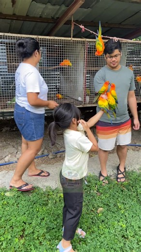 Wow! | open daily from 7AM to 8:30AM | DENR CWR No. R4A-CWR-2017-CAV-046 | Eboy Sabater's Aviary