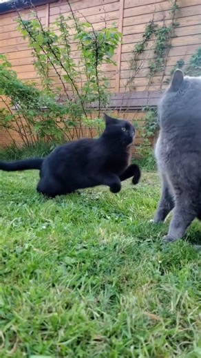 4.9K views · 10K reactions | Sunday Funday 亮 . . . #cat #catsofinstagram #cats #blackcatsofinstagram #catstagram #catlover #catoftheday #meow #longhaire #photooftheday #catsonamps #fblifestyle #metalcats #catlovers #kitten #ilovemycat #gato #kittycat #cats_of_instagram #bestmeow #catlove #catlife #instacats #instacat_meows #kittens #ねこ #pet #animals #instakitty #猫 | Confucius.ninja.kitten | Facebook