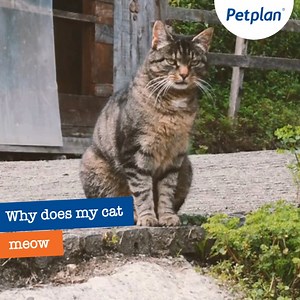 Why does my cat "meow" 🐱 🐾 Some breeds of cat are known to be more chatty than others and often their meows are simply a form of communication, maybe they are waiting for their food or wanting to play. 🐾 Meowing can also be a cat vocalising their anxiety, stress or fear. It’s best to observe your cat, when do they meow? What sort of sound is it? You can then put the sounds in to context. It will also help you spot if there is a change to the frequency or pitch of the meows. 🐾 A cat that is u