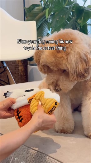 𝑱𝒂𝒚𝒅𝒆𝒏 & Michelle ᥫ᭡ | Puppy love all over again 🥺 We love our new @funnyfuzzy_pet plush toys 🧸 I could play with these all day 🍻 plush toy squeakies are some of... | Instagram