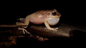 ¿Cómo canta un coquí?