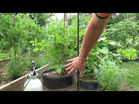 Identifying Tomato Leaf Spot, Treating Leaf Spot & Baking Soda Spray: Remove & Spray - TRG 2014