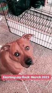 DIY Chick Brooder Using a Dog Crate | Budget Homestead Hack