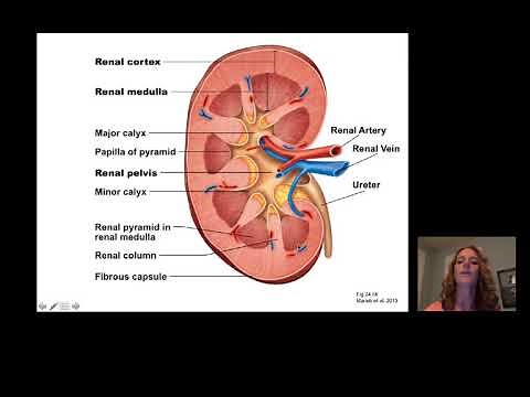 Introduction to Renal