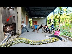 Terrifying! 3 Brave Hunters Rescue Girl from Giant Anaconda in Abandoned House