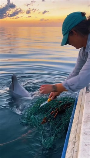 A Woman Spotted a Dolphin Trapped in a Fishing Net—and What She Did Next Has People Emotional 🐬💙 What could’ve ended in heartbreak turned into an incredible rescue when a woman noticed a dolphin tangled in a fishing net and jumped into action. From a small boat, she stayed calm and focused, carefully working to free the dolphin as it lingered nearby, clearly exhausted but trusting. The moment the last piece of net comes loose, the dolphin swims off strong—and viewers admit that’s when they los