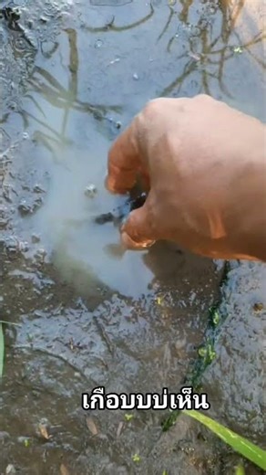 Top Botanist Reveals BEST Techniques for Leaf Identification