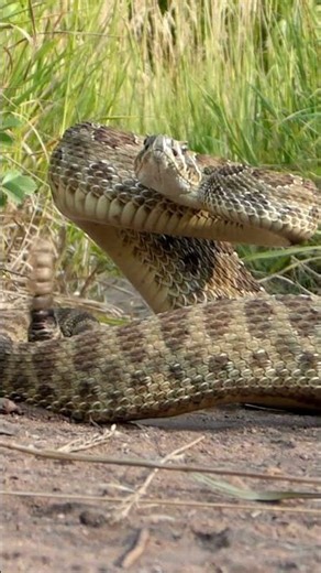 Why Do Rattlesnakes Rattle? 🐍 The Science Behind Nature’s Warning Sound