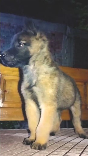 The Royal Belgian Tervuren Beauty in the making 👑#shorts #belgianshepherd