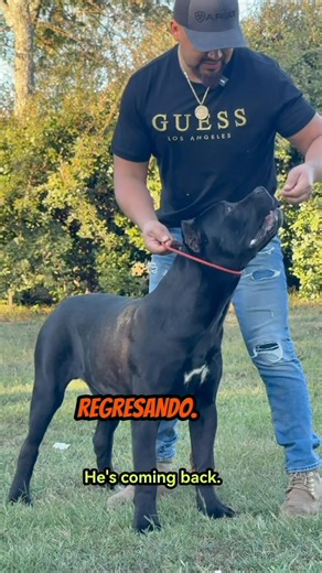 13K views · 306 reactions | ES NORMAL QUE EN PERROS DE RAZAS GRANDES TENGAN UNA ETAPA DE CRECIMIENTO DESPROPORCIONADO COMO GRUPAS ALTAS , CABEZAS PEQUEÑAS , MALOS APLOMOS , POCAS ANGULACIONES ETC #perrosderaza #oroitalianocanecorso #canecorsoitaliano | Víctor Moreno | Facebook