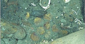Gold coins found in centuries-old shipwrecks