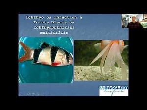 Les points blancs sur nos poissons n'est pas toujours la maladie à Points Blancs (Ichthyo)