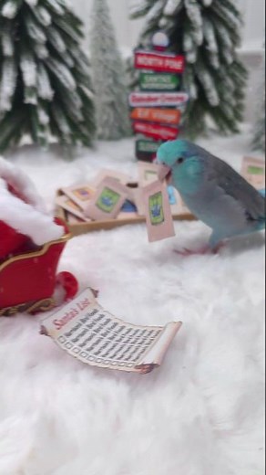 Santa's little helper 🎁 #ad#harrisonsbirdfoods #Christmas #birds