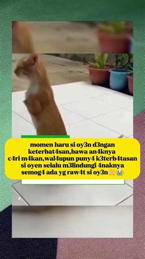 s3dih lih4tnya ya all4h,semog4 4da yg m3ngadobsi🤲😭 #fypviral #trendingshorts