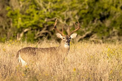 Regional Rut Update: See How To Find Late-Season Deer Success  - Game & Fish