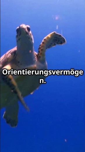 Amazing facts about sea turtles! 🐢