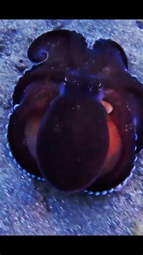 The Octopus Is Basically an alien 👾