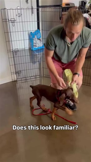 🧸🐕Crazy Puppy learns to LET IT GO🐶🤪 If your puppy is picking up things they shouldn’t then this is the command they need to learn… The BEST way introduce the “Drop It” command to your dog is with a game like the one I am demonstrating in this video. I call it the Rev Up Calm Down Game, here are the steps: • Engage your dog to play with the toy, you want to build drive with that item and ensure they have the toy in their mouth. • Reduce energy by turning attention away, stop talking, and have