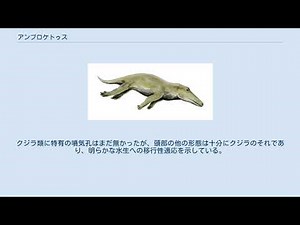 アンブロケトゥス