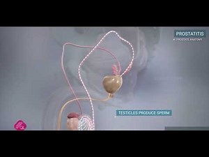 Prostatitis educational video
