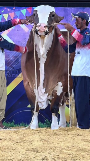 Discover the Champion Brahman Bull on Our Ranch