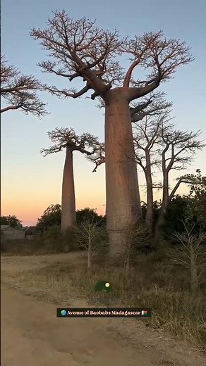 Avenue of the Baobabs | Madagascar’s Iconic Natural Wonder #baobab #baobabtree #madagascar #tree