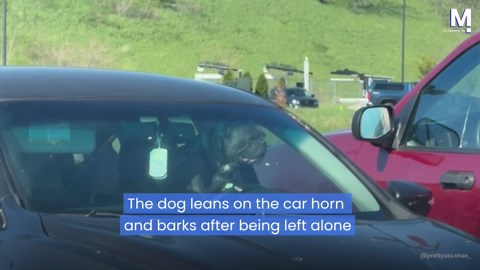 Hilarious moment impatient dog leans on car horn