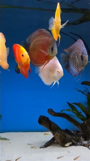 Crazy Colors on These Discus Fish #shorts #aquariums #fish