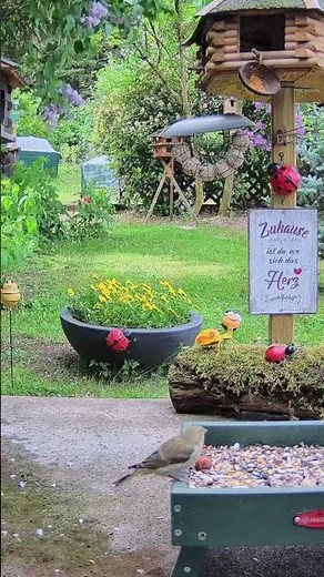 Prachtvoller Grünfink! 🐦 Beautiful European Greenfinch at the feeder! #shorts