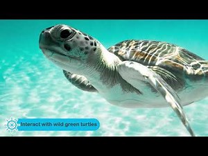 Harbour Island Pink Sand Beach & Swimming Pigs from Nassau