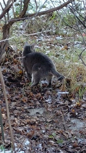 Cat rakes autumn leaves and wags its tail#shorts