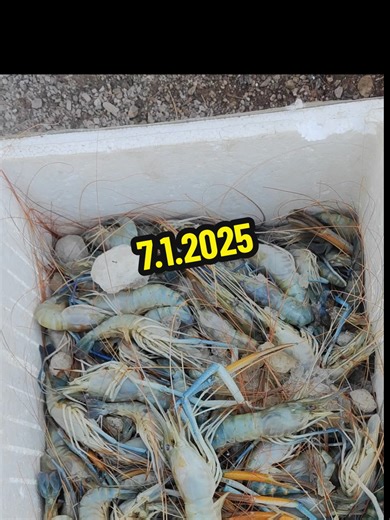 Blue Wave seafood & commodity distribution #တောင်ကြီး #seafood #ပင်လယ်စာအစုံ #စားမယ်ဝါးမယ် #ရှမ်းပြည်တောင်ပိုင်း