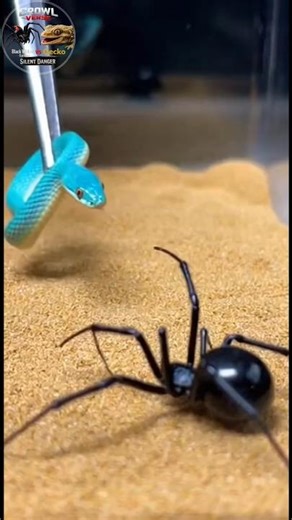 Two Dangerous Predators Fighting for Survival: The Ultimate Battle