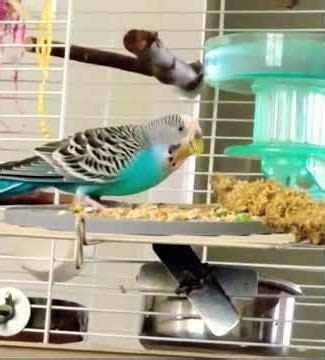 Messy Beak Mystery 🍿🐦