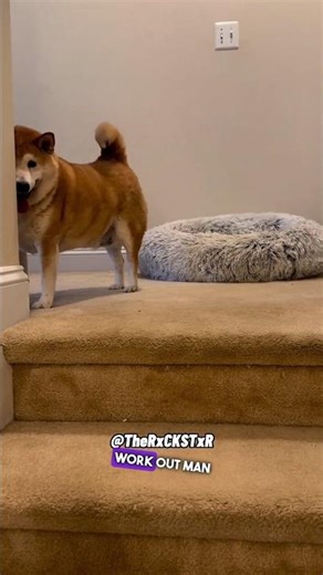 Dog Working Out Like Zoomy! - RxCKSTxR Comedy Voiceover