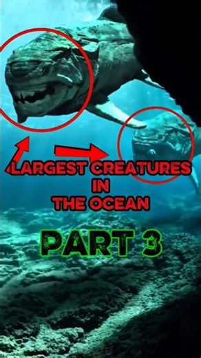 Largest Creatures in the Ocean (Part 3) 🌊😱 Real Giants That Exist