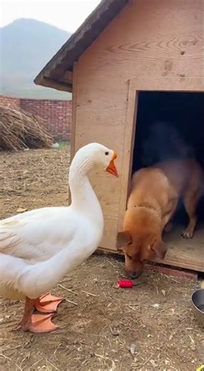 🪿 Goose: Woops Too late Sneaky moves caught on camera #funny #viral #shorts
