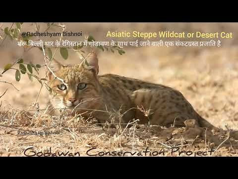 Asiatic Wildcat or Desert Cat, Desert National Park, Jaisalmer, India