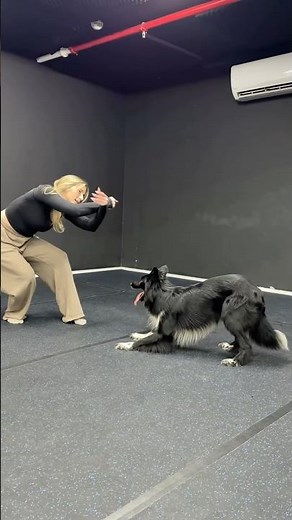 Roni Sagi & Rhythm taking it to church with ‪@hozier‬ #dogdance #talent #dogtraining #dance