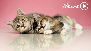 Cat’s lucky escape after washing machine spin