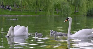Cygnets swimming in line between Cygnus Olor (mute swans) parents. 4K DCI, 200 Mbps, minor color grading.